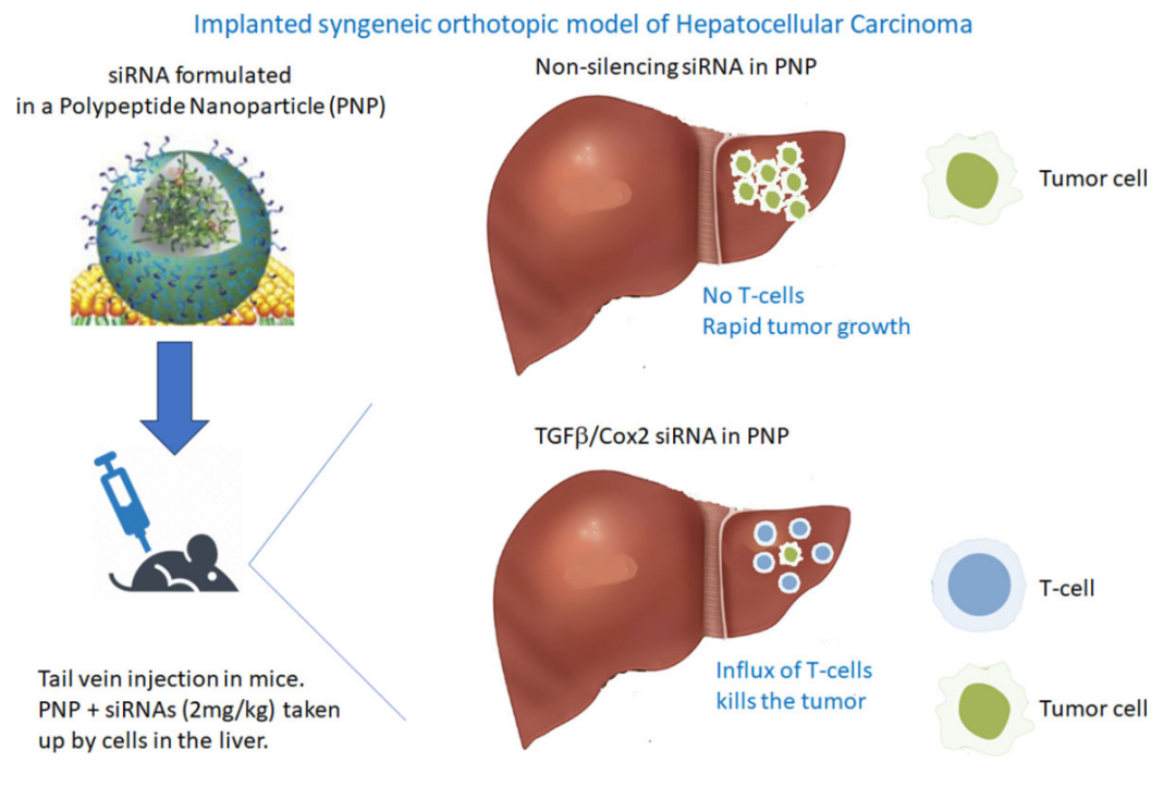 聖諾醫藥發表論文，揭示多肽納米顆粒遞送雙重siRNA，增強肝癌治療效果