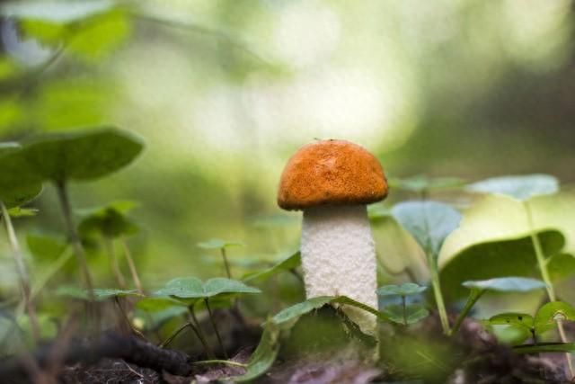 心理測試：挑出你認為最美的蘑菇，可以測你下周會有什麼開心事