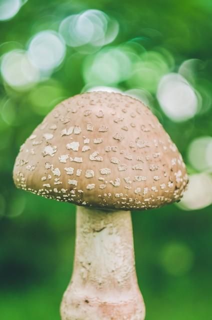 心理測試：挑出你認為最美的蘑菇，可以測你下周會有什麼開心事